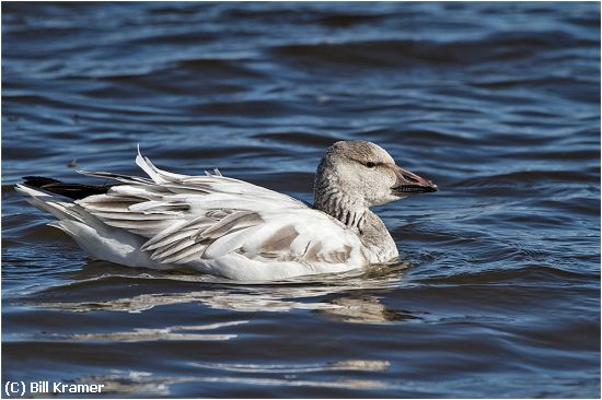 Missing Image: i_0025.jpg - Ross' Goose