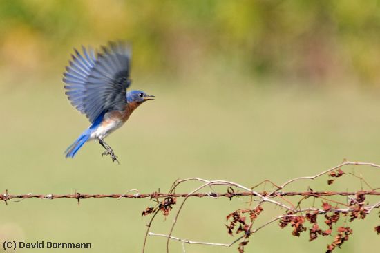 Missing Image: i_0031.jpg - Bluebird with barbed wire