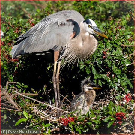 Missing Image: i_0033.jpg - Great Blue Heron With Newborn-