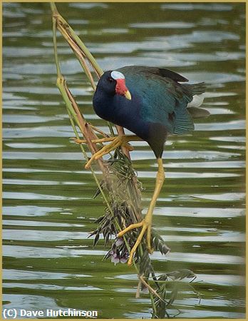 Missing Image: i_0004.jpg - Purple Gallinule