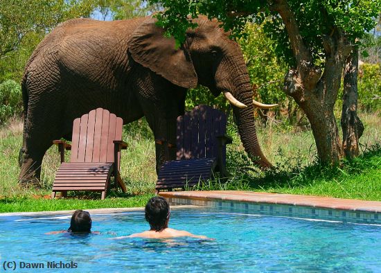 Missing Image: i_0009.jpg - Pool Guests