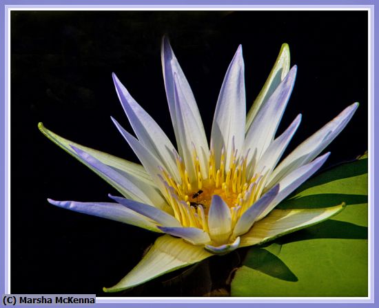 Missing Image: i_0023.jpg - Ants in a Water Lily