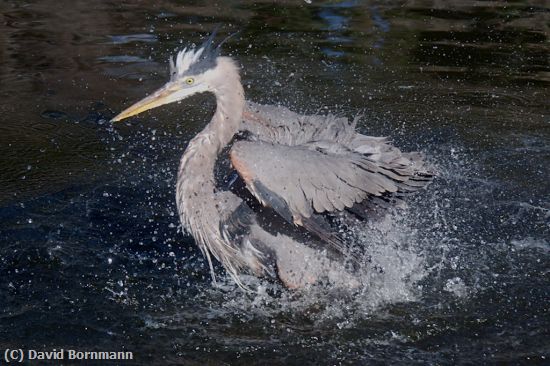 Missing Image: i_0024.jpg - Heron Bath