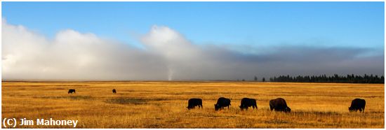 Missing Image: i_0025.jpg - Yellowstone Meadow