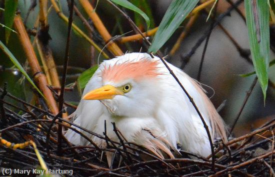 Missing Image: i_0030.jpg - Egret-on-nest-