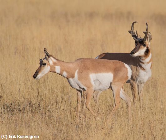 Missing Image: i_0041.jpg - A-couple-portrait-Antelope