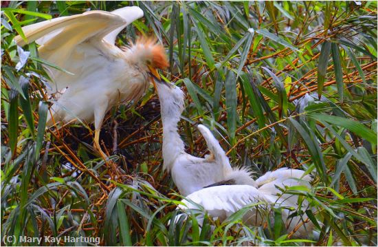 Missing Image: i_0042.jpg - Cattle-Egret-feeding-2