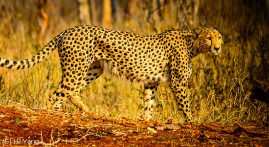 Missing Image: i_0002.jpg - Cheetah