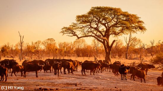 Missing Image: i_0020.jpg - Buffalo in Sunset