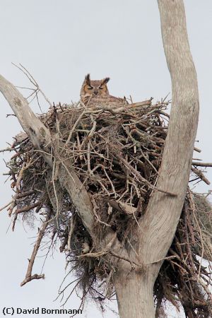 Missing Image: i_0001.jpg - Great Horned Owl