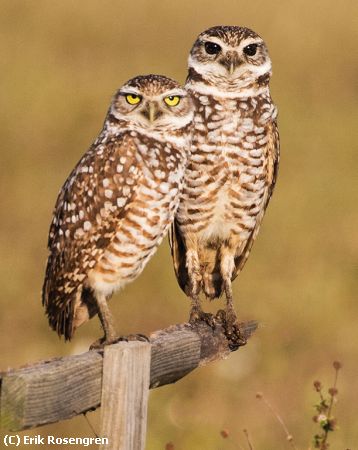 Missing Image: i_0002.jpg - Adorable-Burrowing-Owls-337A1762