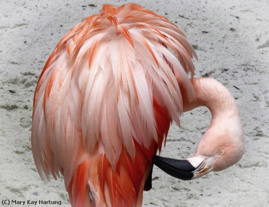 Missing Image: i_0004.jpg - Chilean-Flamingo