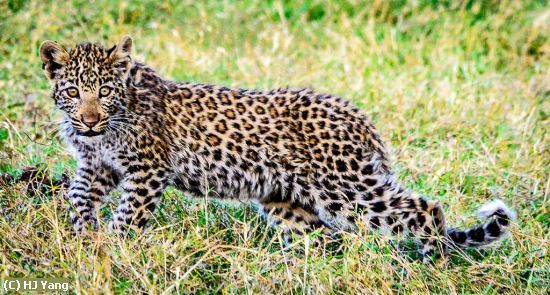 Missing Image: i_0008.jpg - Leopard Cub