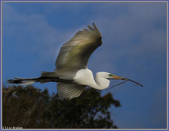 Missing Image: i_0009.jpg - Egret-with-Nesting-Material