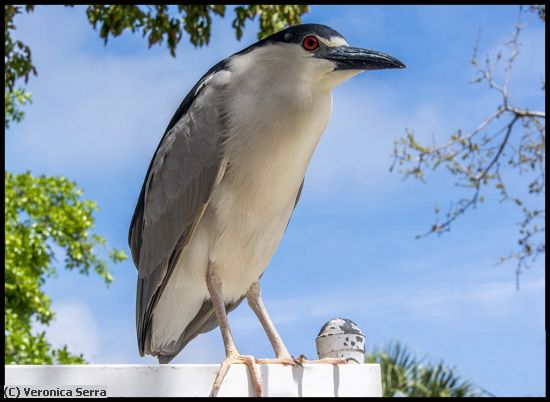 Missing Image: i_0018.jpg - Black-crowned Night-Heron