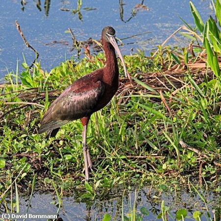 Missing Image: i_0019.jpg - Sun-on-Glossy-Ibis