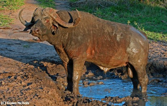 Missing Image: i_0022.jpg - Buffalo In A Mudbath