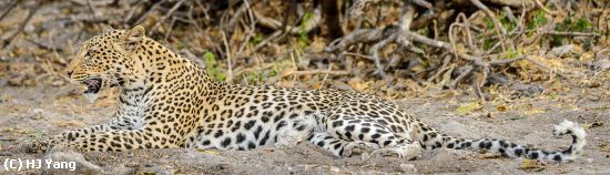 Missing Image: i_0026.jpg - Leopard Mom