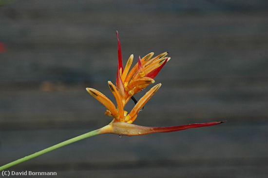 Missing Image: i_0028.jpg - Heliconia