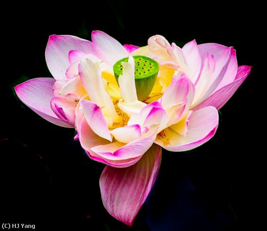 Missing Image: i_0031.jpg - Lotus