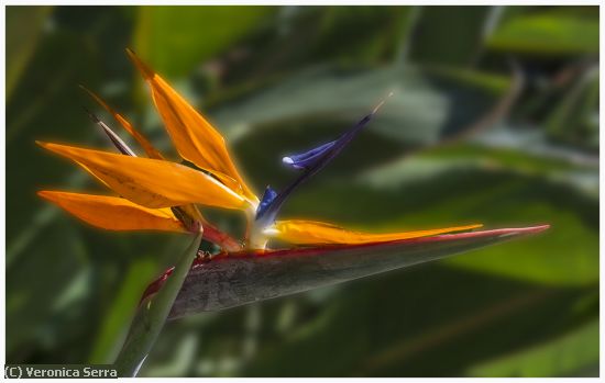 Missing Image: i_0032.jpg - Bird of Paradise