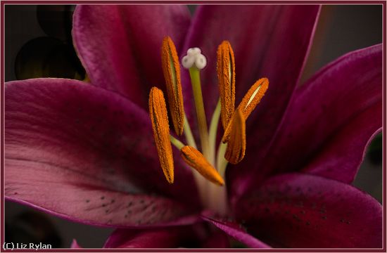 Missing Image: i_0034.jpg - LILY