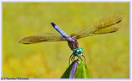 Missing Image: i_0041.jpg - Dragon Fly