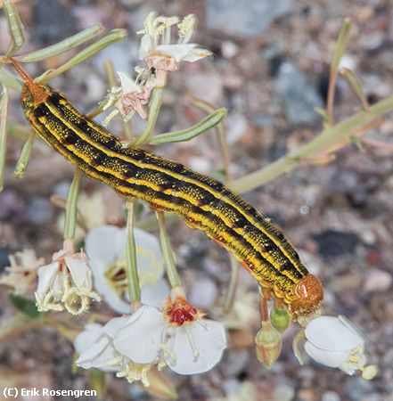 Missing Image: i_0043.jpg - Desert-Catipiller-Death-Valley