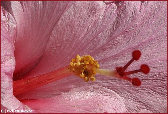 Missing Image: i_0045.jpg - HYBISCUS STAMEN