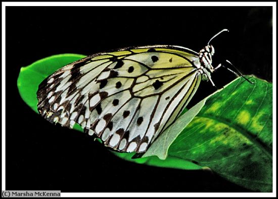 Missing Image: i_0047.jpg - Butterfly