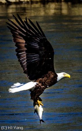 Missing Image: i_0017.jpg - Bald Eagle