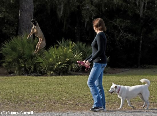 Missing Image: i_0022.jpg - Dog in Air