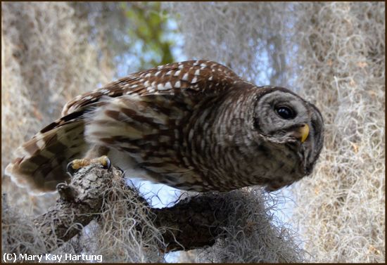 Missing Image: i_0024.jpg - Barred-Owl-Taking-Off