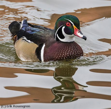 Missing Image: i_0002.jpg - Wood-Duck-Portrait