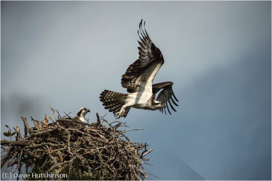 Missing Image: i_0013.jpg - Leaving the Nest