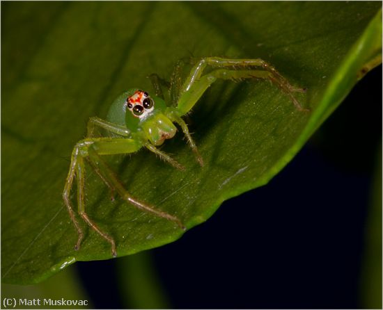 Missing Image: i_0015.jpg - Jumping Spider