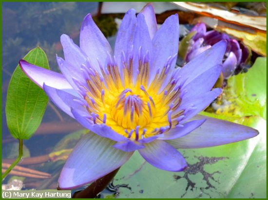 Missing Image: i_0020.jpg - Blue-Water-Lily-and-Bud