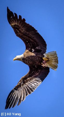 Missing Image: i_0003.jpg - Bald Eagle