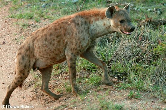 Missing Image: i_0008.jpg - Hyena On Target