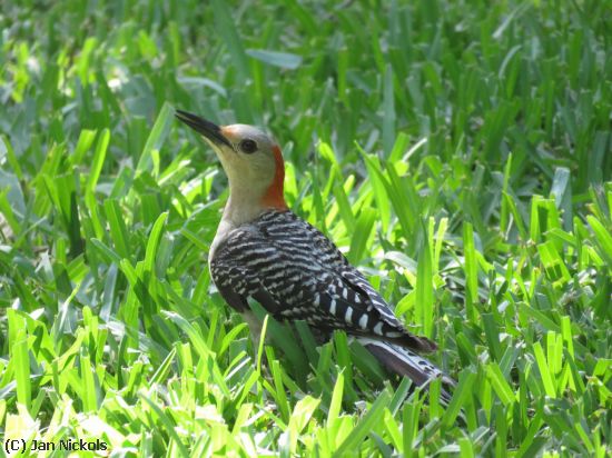 Missing Image: i_0012.jpg - Red-bellied Woodpecker