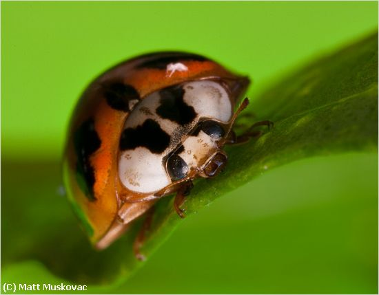 Missing Image: i_0018.jpg - Lady Bug