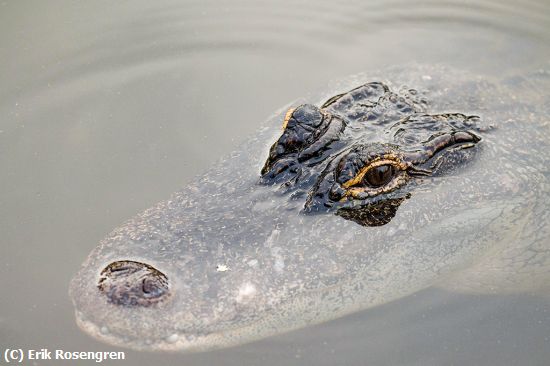 Missing Image: i_0004.jpg - Nosey-Gator