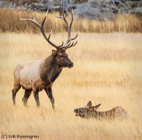 Missing Image: i_0010.jpg - Elk -Teton Nat Pk