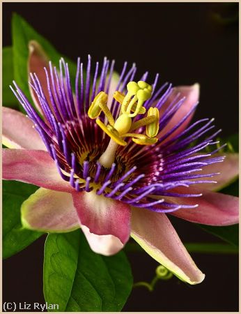 Missing Image: i_0012.jpg - PASSION-FLOWER-IN-BLOOM