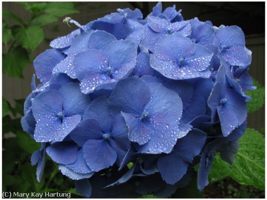 Missing Image: i_0021.jpg - Hydrangea with Spider