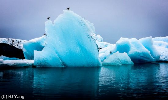 Missing Image: i_0029.jpg - Birds on Iceberg