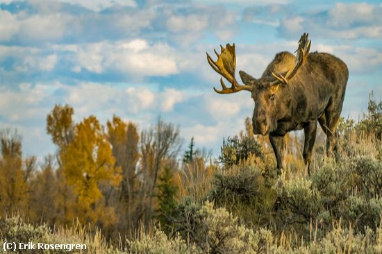 Missing Image: i_0034.jpg - Headed-tward-his-haram-Moose-Yellows