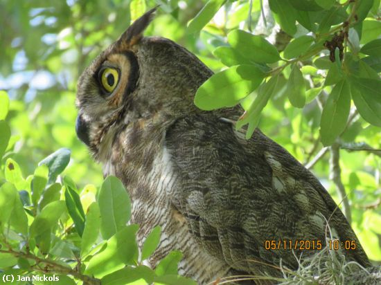 Missing Image: i_0029.jpg - Great Horned Owl