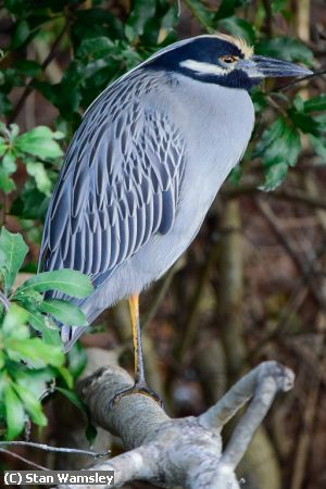 Missing Image: i_0037.jpg - Pensive Night Heron