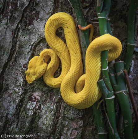 Missing Image: i_0044.jpg - Eyelash-Viper-Costa-Rica